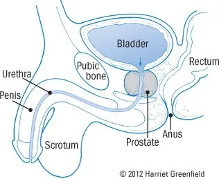 med_prostatitis_anat.webp